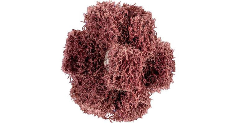 1001437230 POLINOX non-woven abrasive star PNST diameter 38 mm thread 8-32 UNC A80